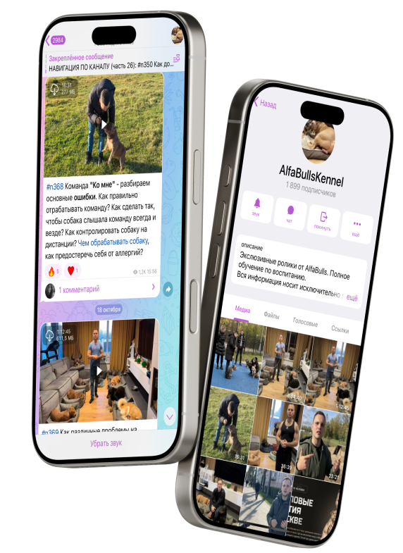 Дрессировка собак