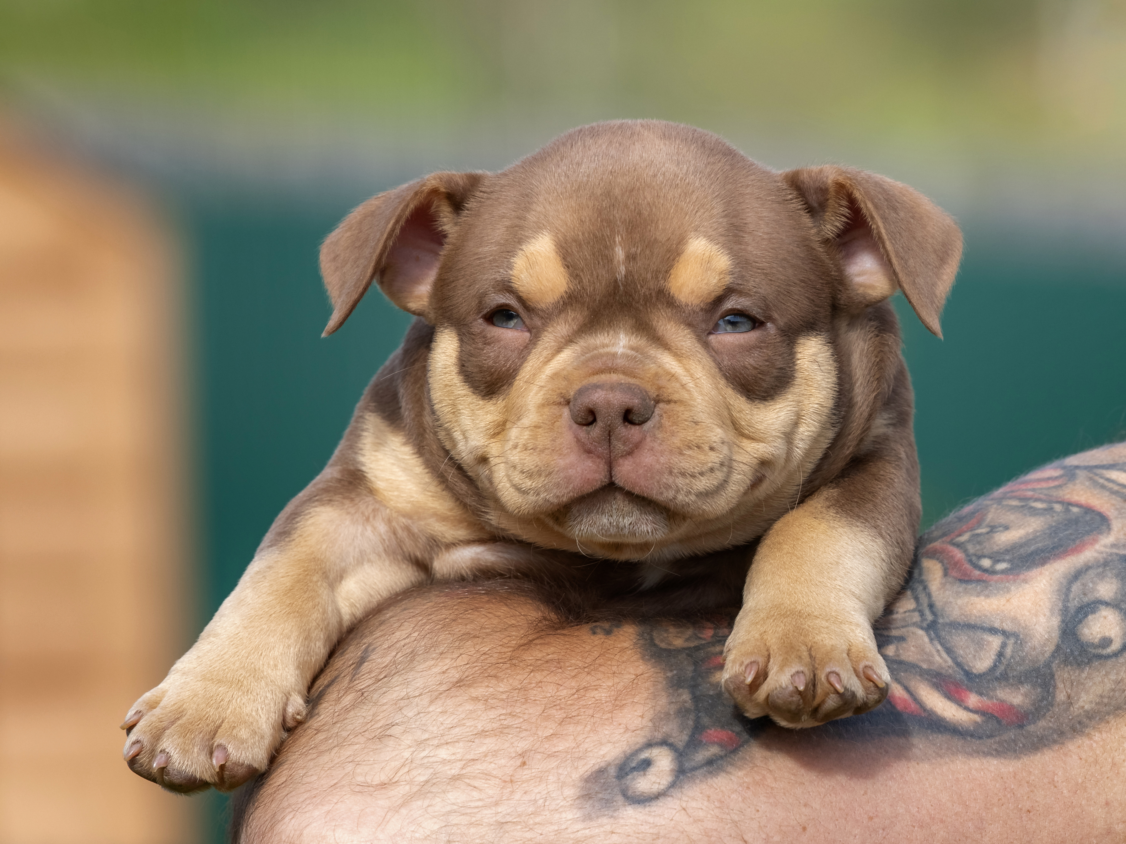 Доставка щенков